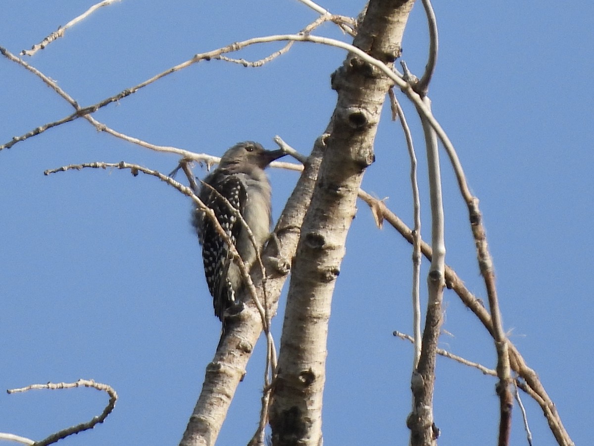 Red-bellied Woodpecker - ML638945167