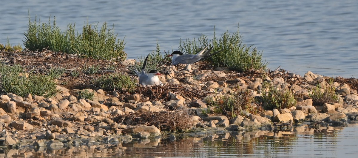 Common Tern - ML638945170