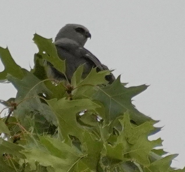 Mississippi Kite - ML638945172