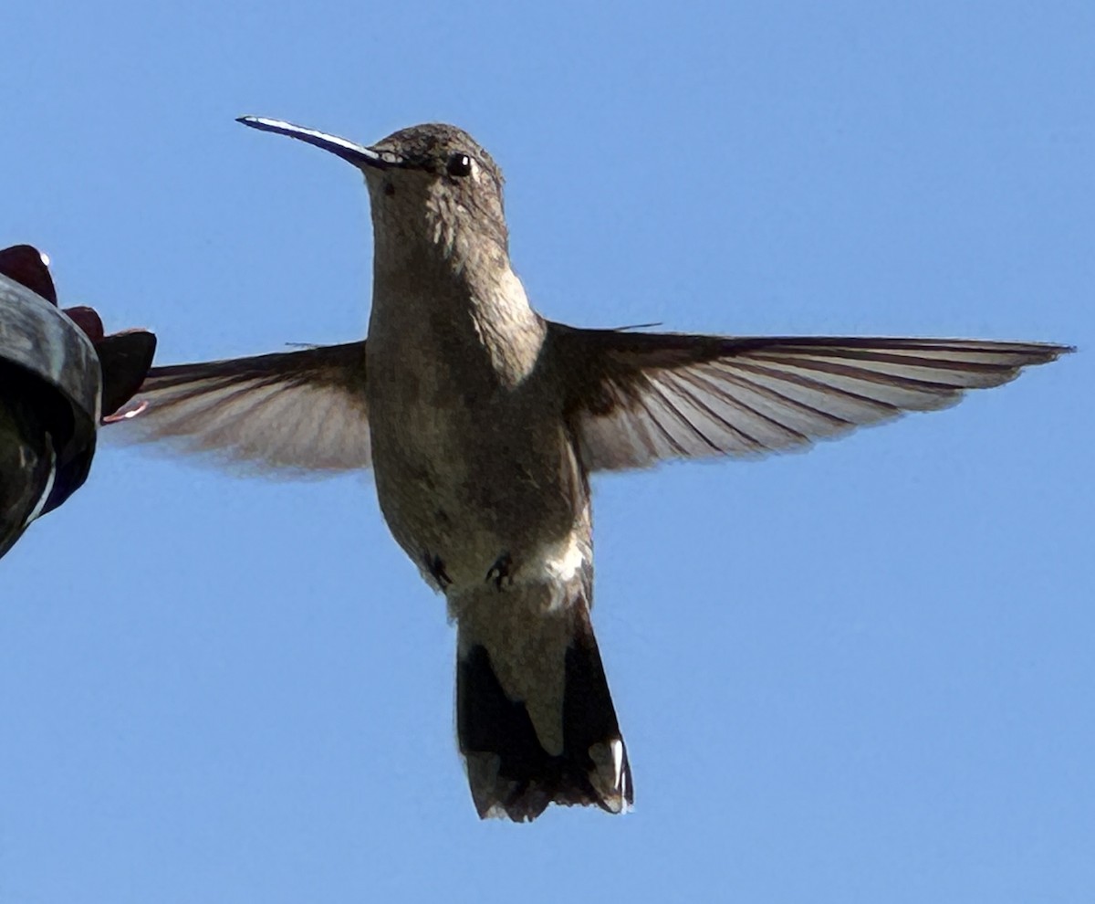 Colibri à gorge noire - ML638945207