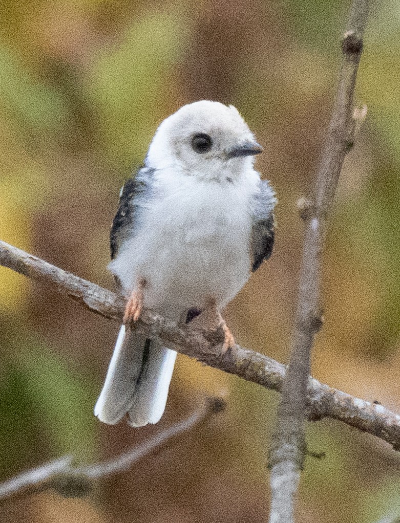 White-crested Helmetshrike - ML638945210