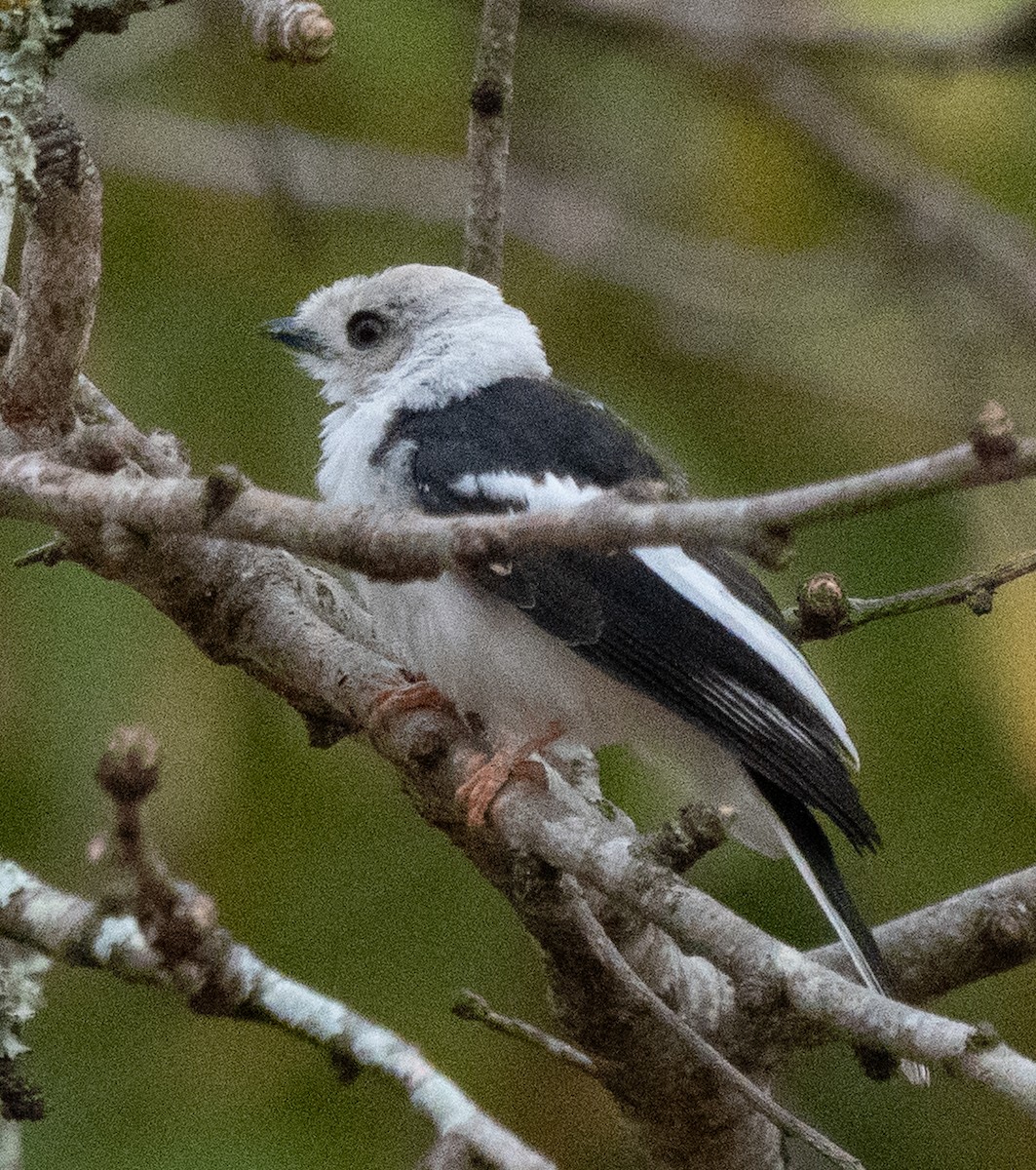 White-crested Helmetshrike - ML638945212