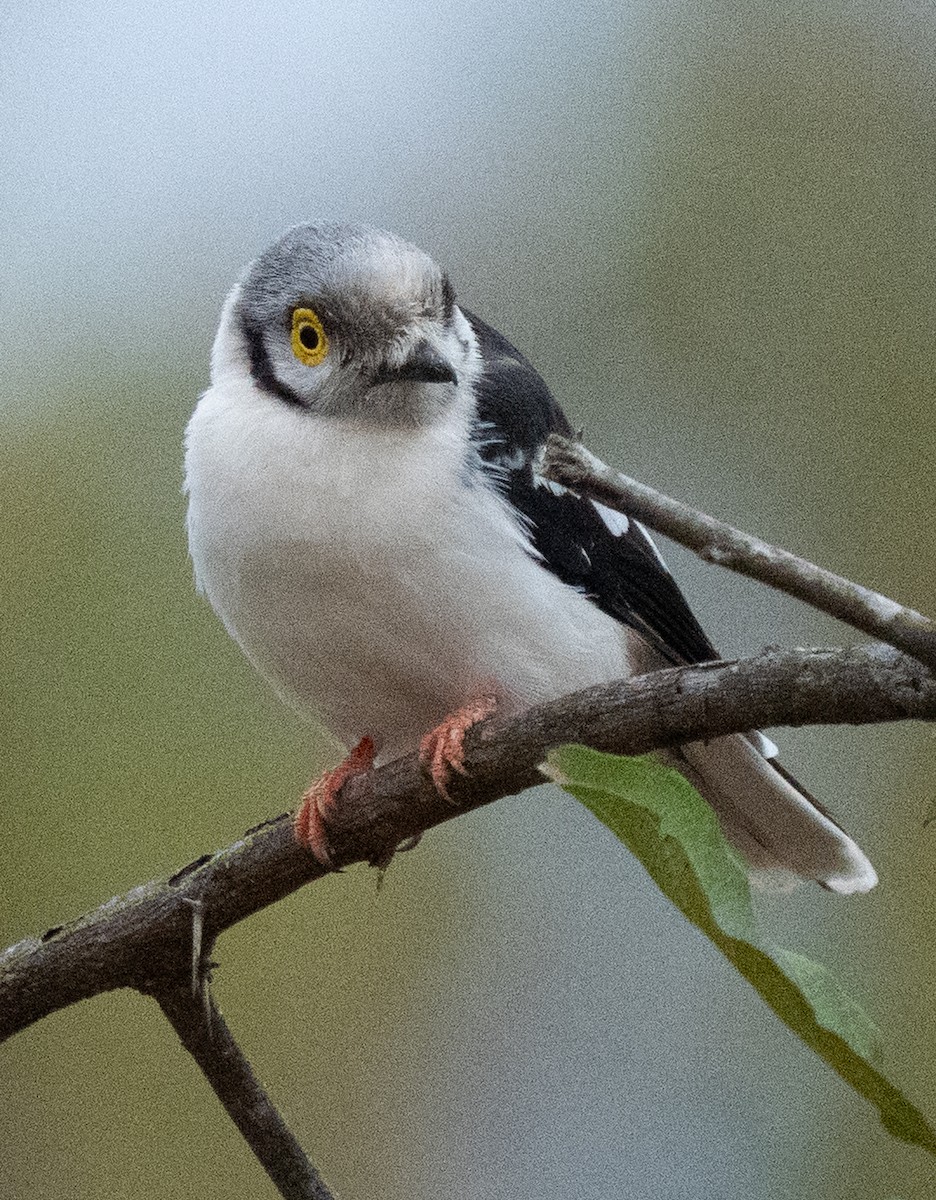 White-crested Helmetshrike - ML638945213