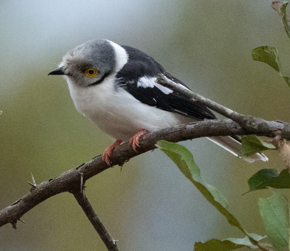 White-crested Helmetshrike - ML638945214
