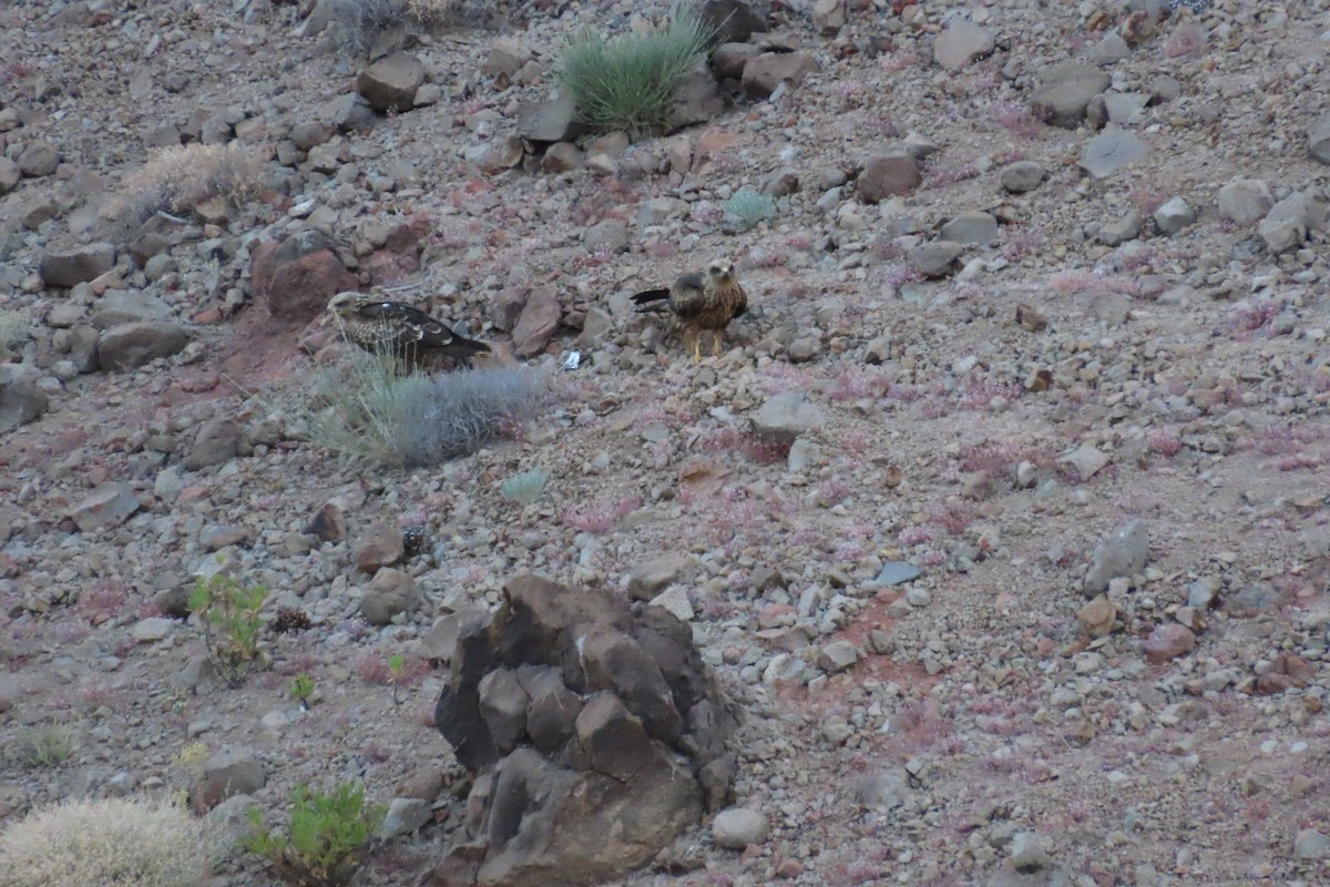 Black Kite - ML638945219