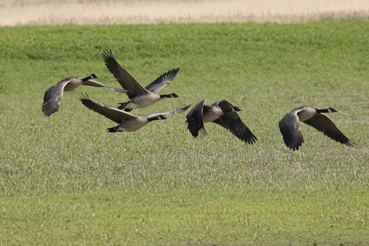 Canada Goose - ML638945232