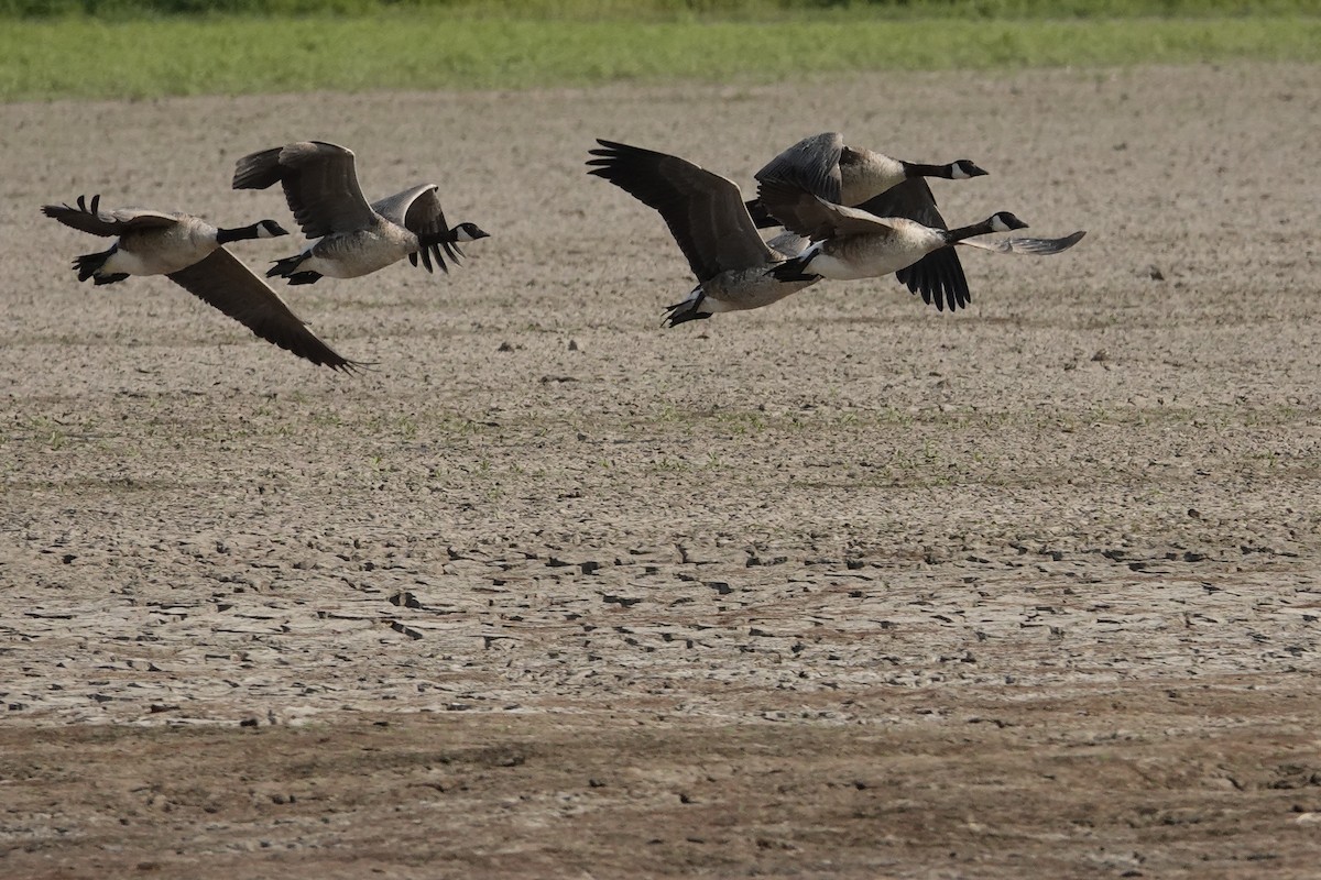 Canada Goose - ML638945234