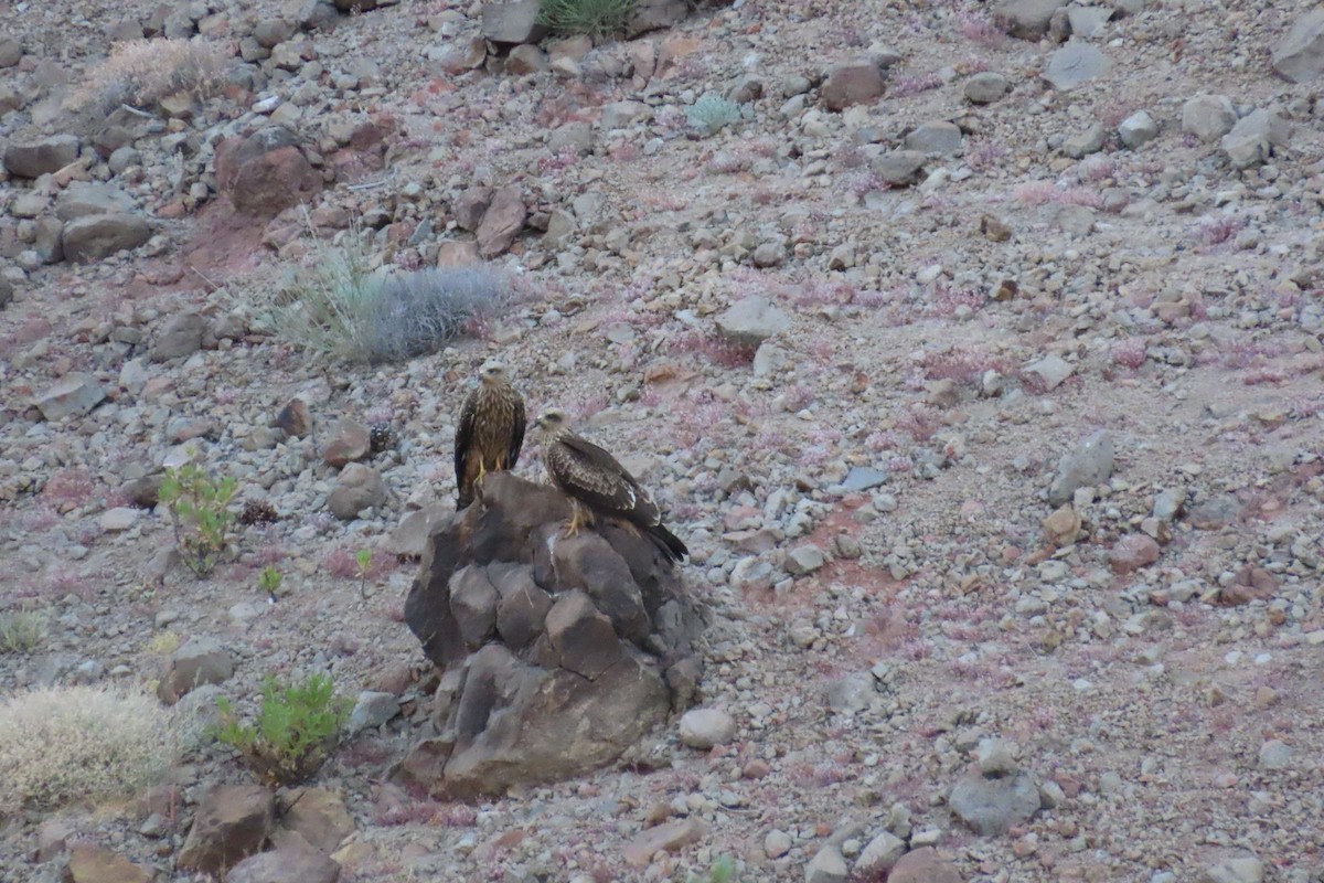 Black Kite - ML638945254