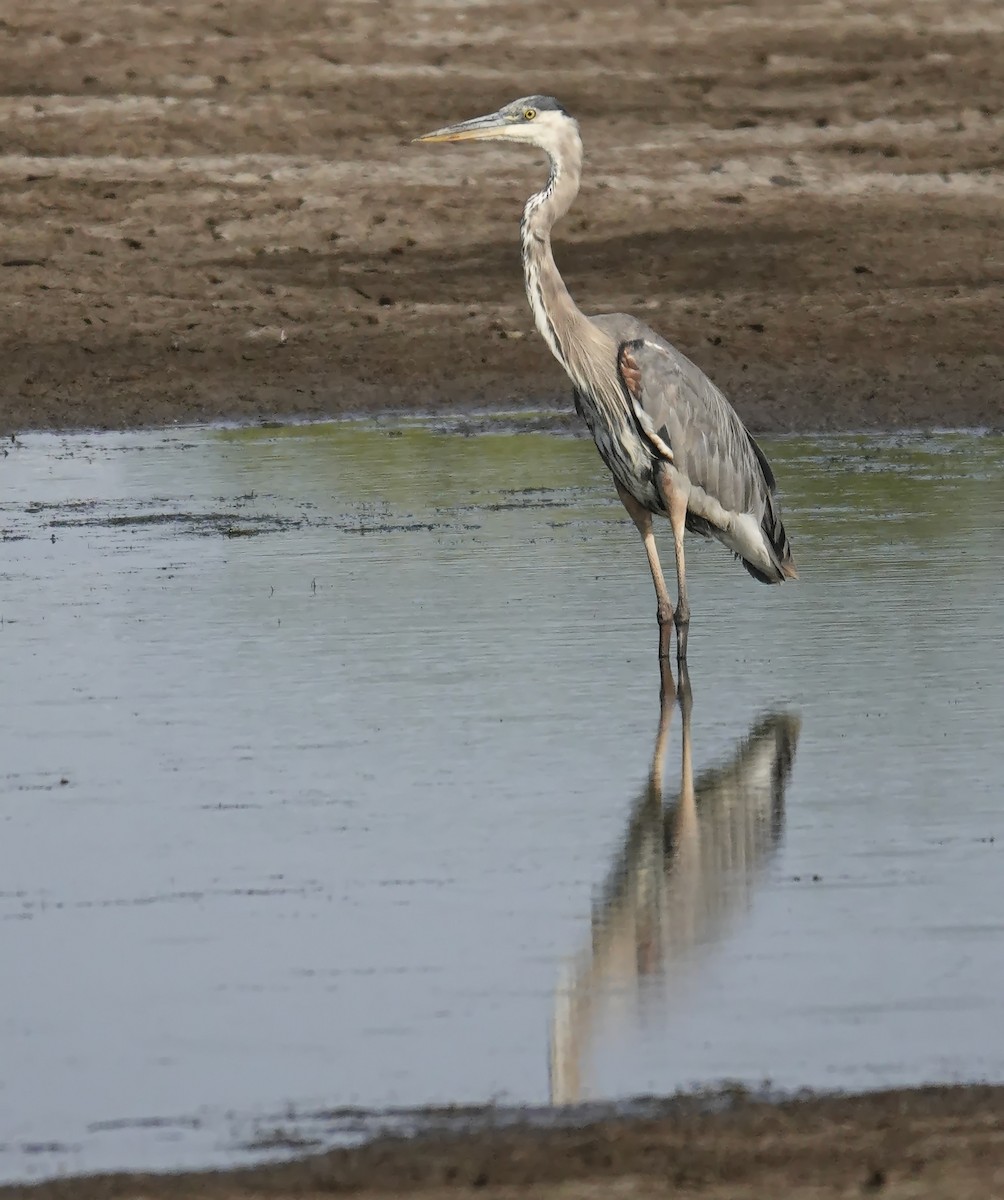 Great Blue Heron - ML638945287