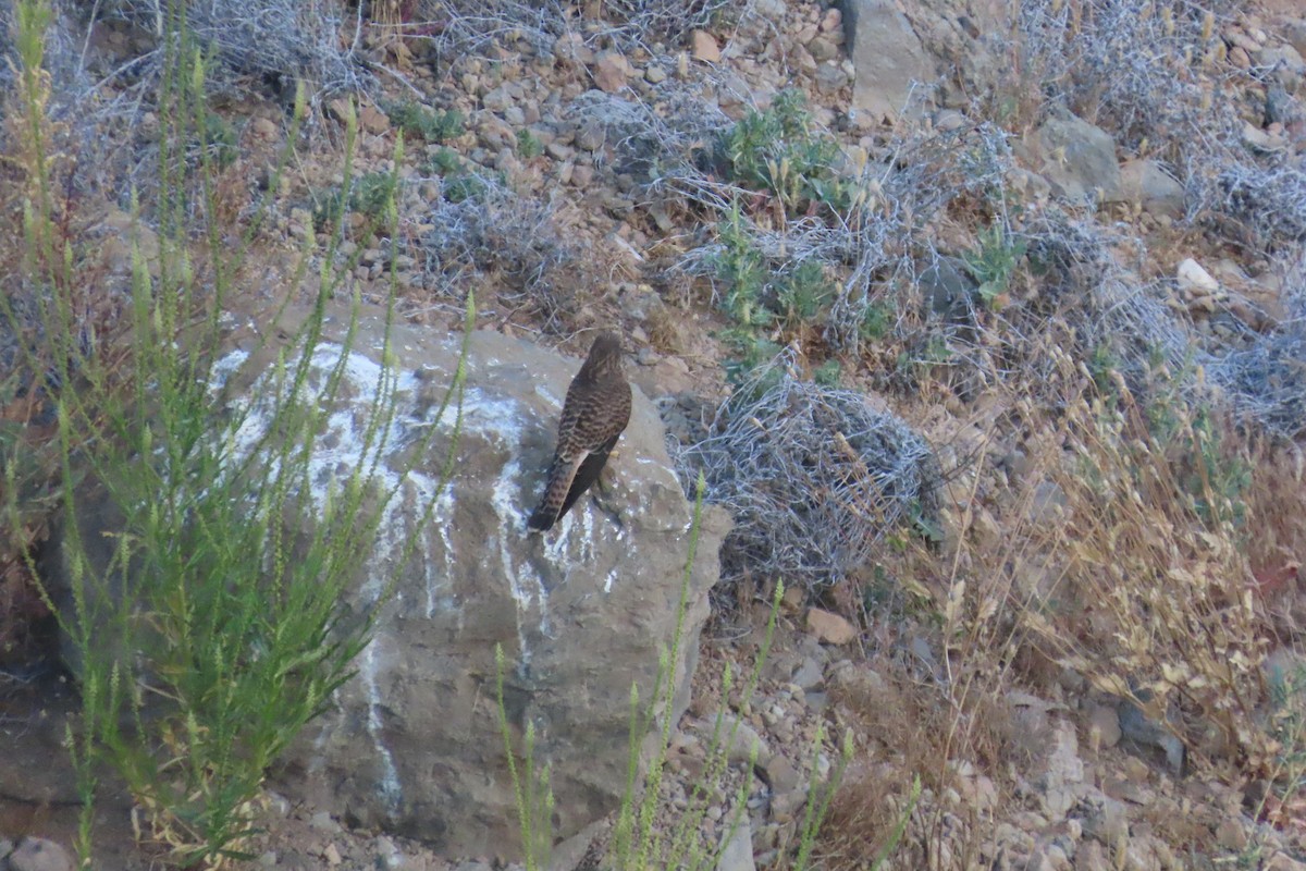 Eurasian Kestrel (Canary Is.) - ML638945294