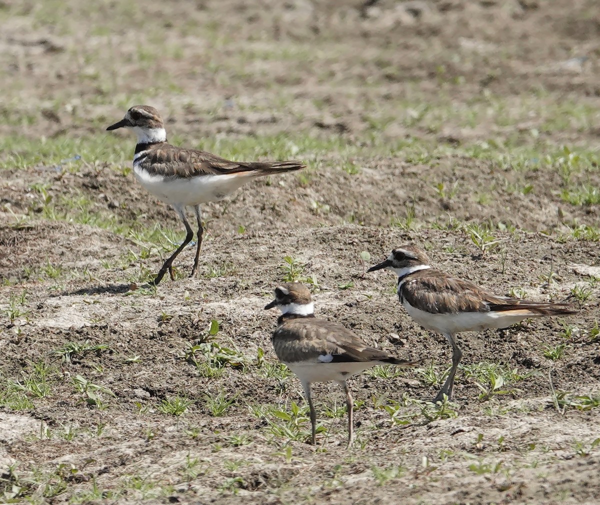 Killdeer - ML638945323