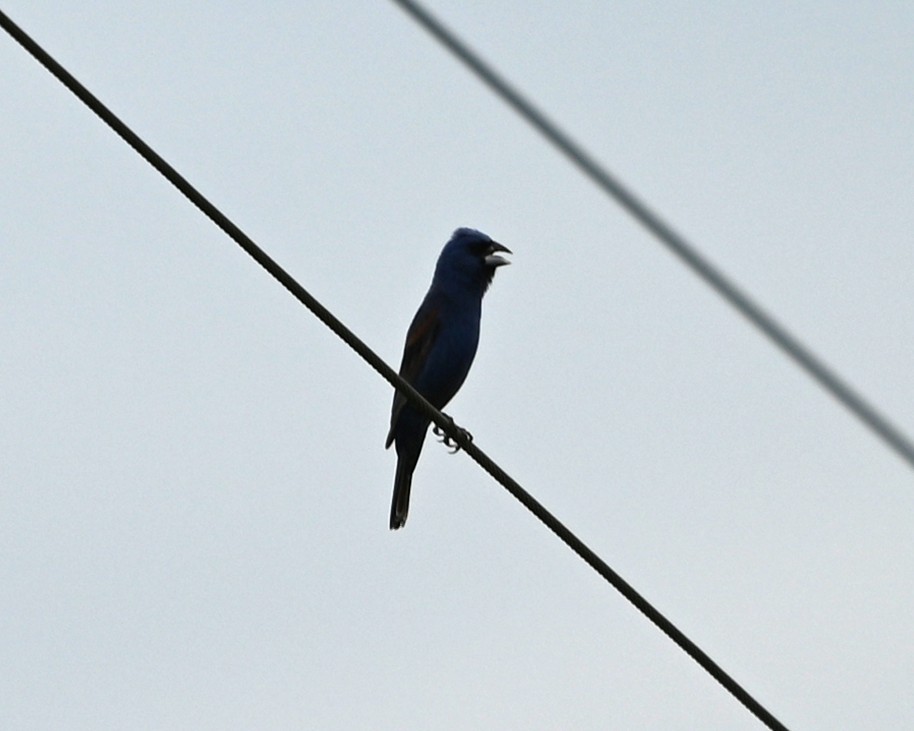 Blue Grosbeak - ML638945358