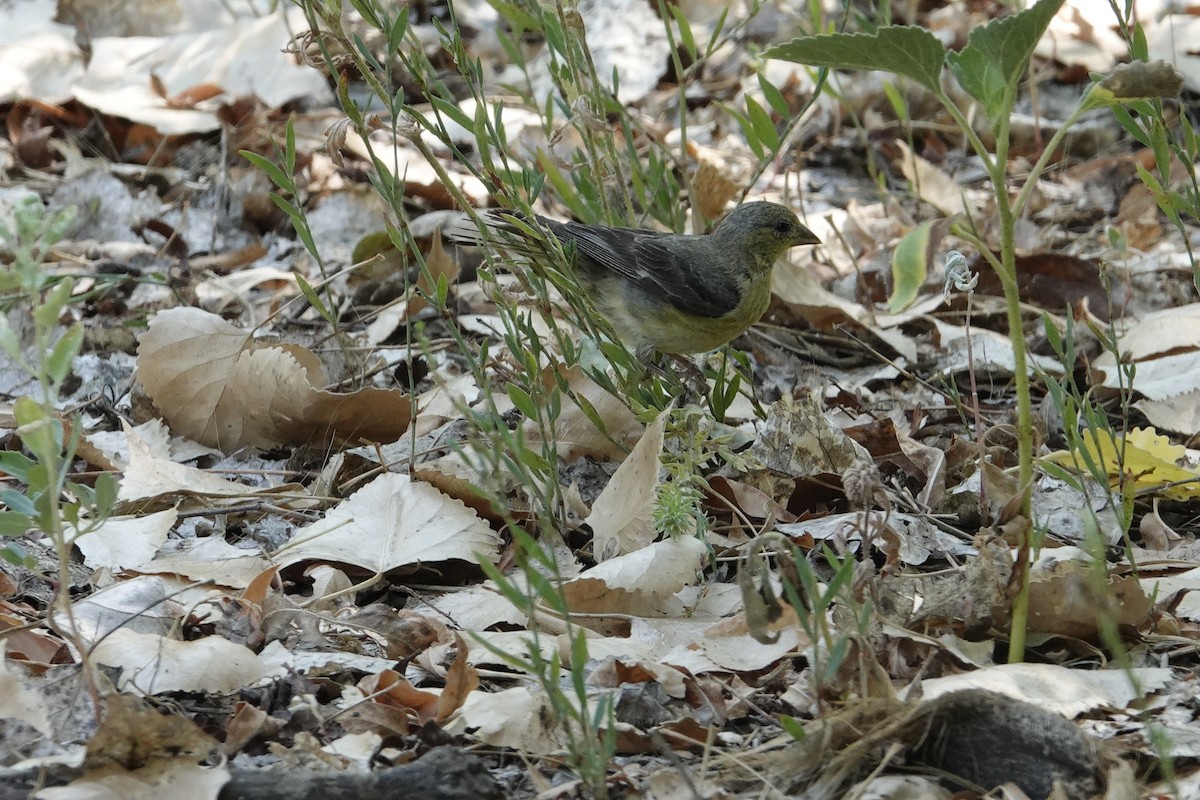 Lesser Goldfinch - ML638945359