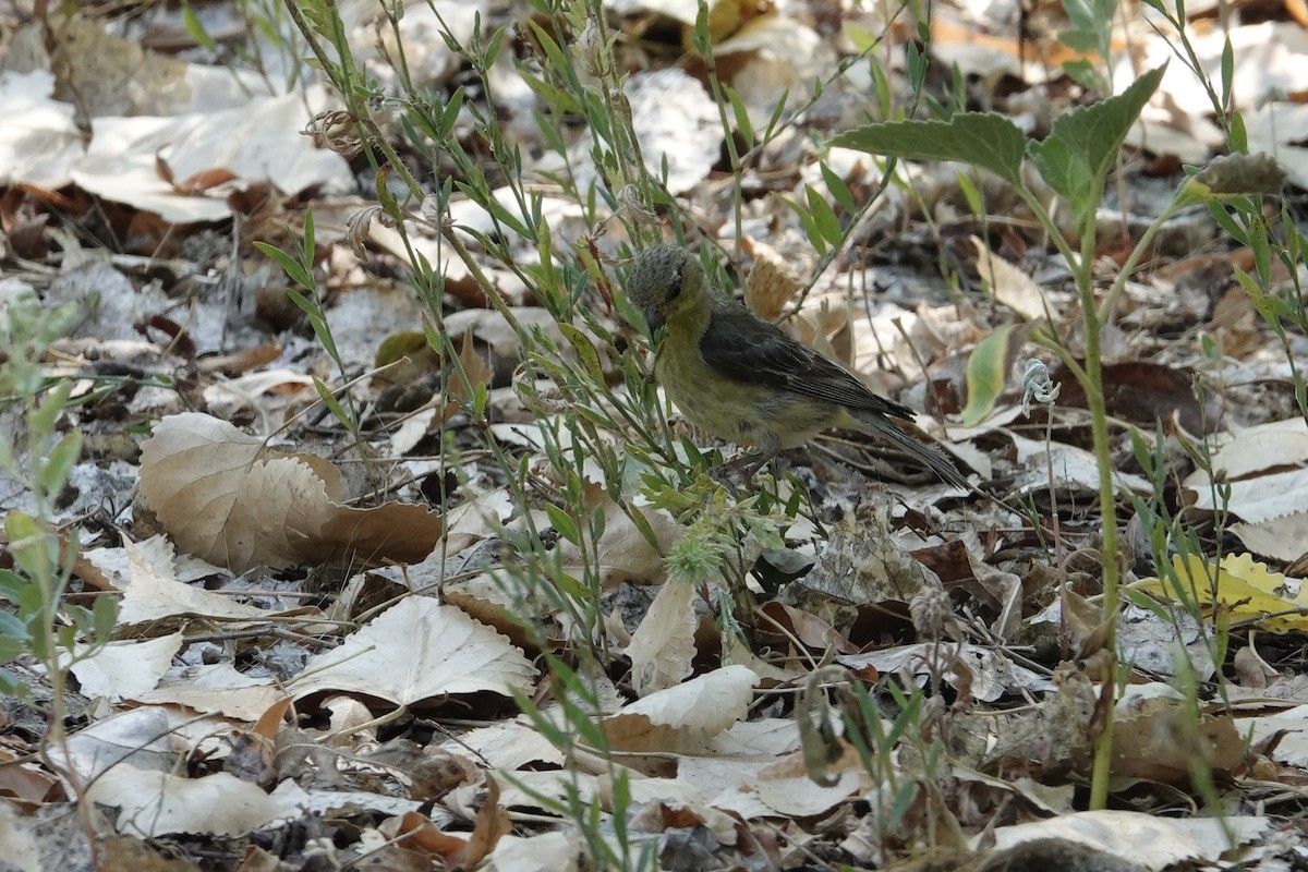 Lesser Goldfinch - ML638945360