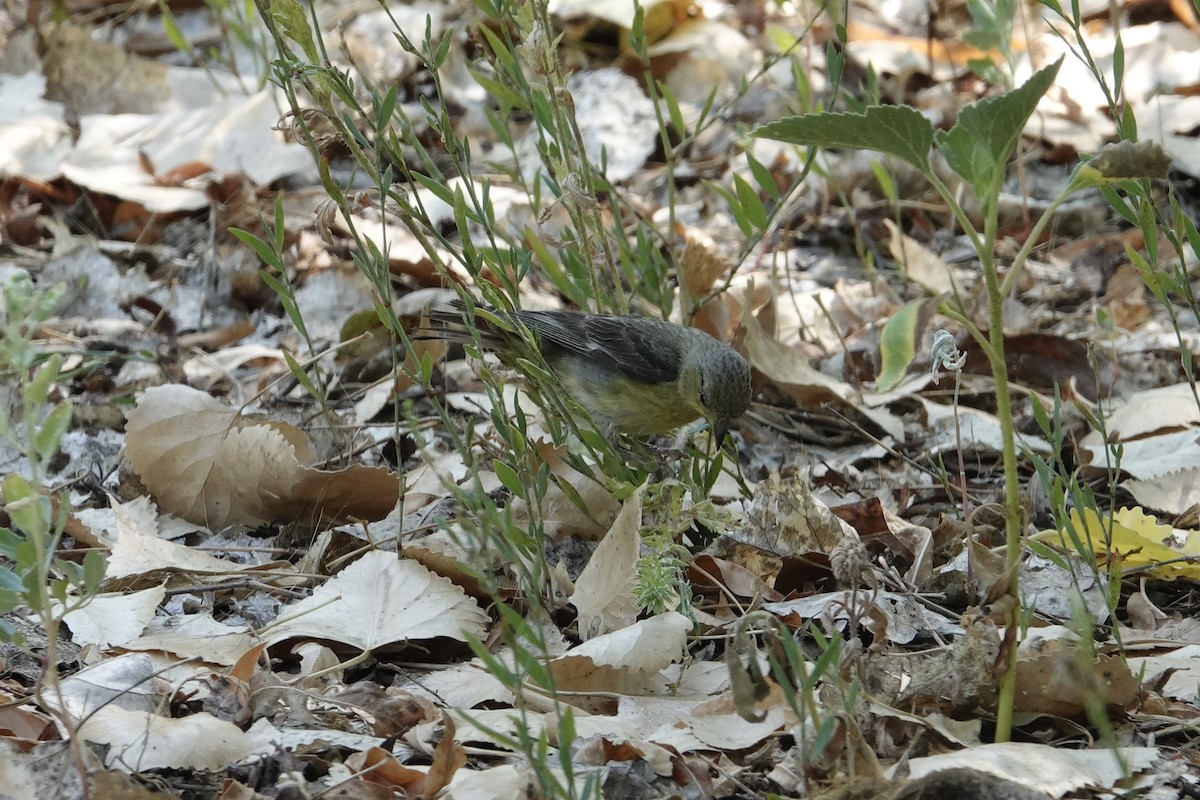 Lesser Goldfinch - ML638945361