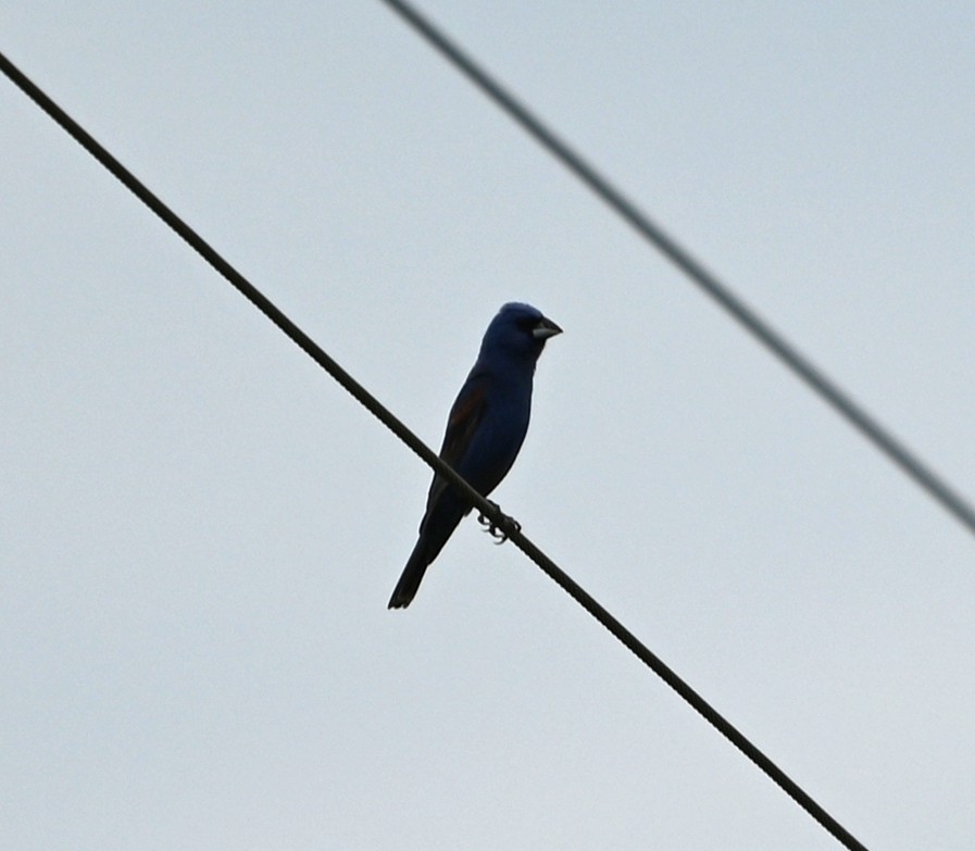Blue Grosbeak - ML638945367