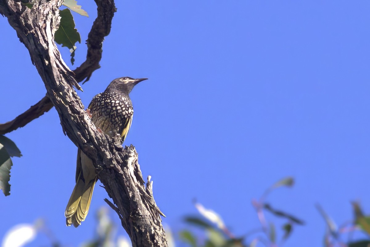 Regent Honeyeater - ML638945397