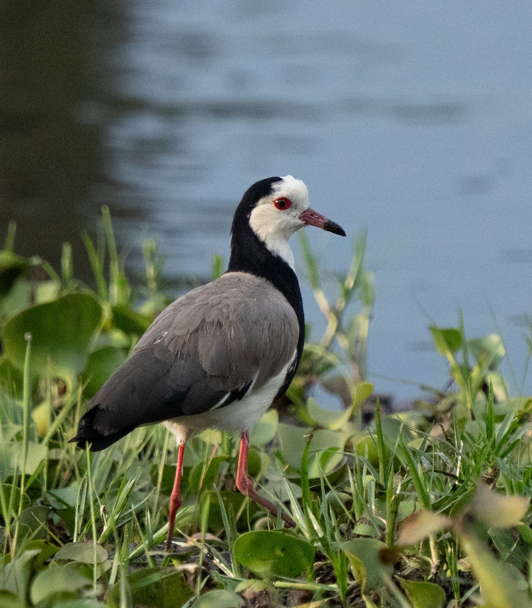 Long-toed Lapwing - ML638945399