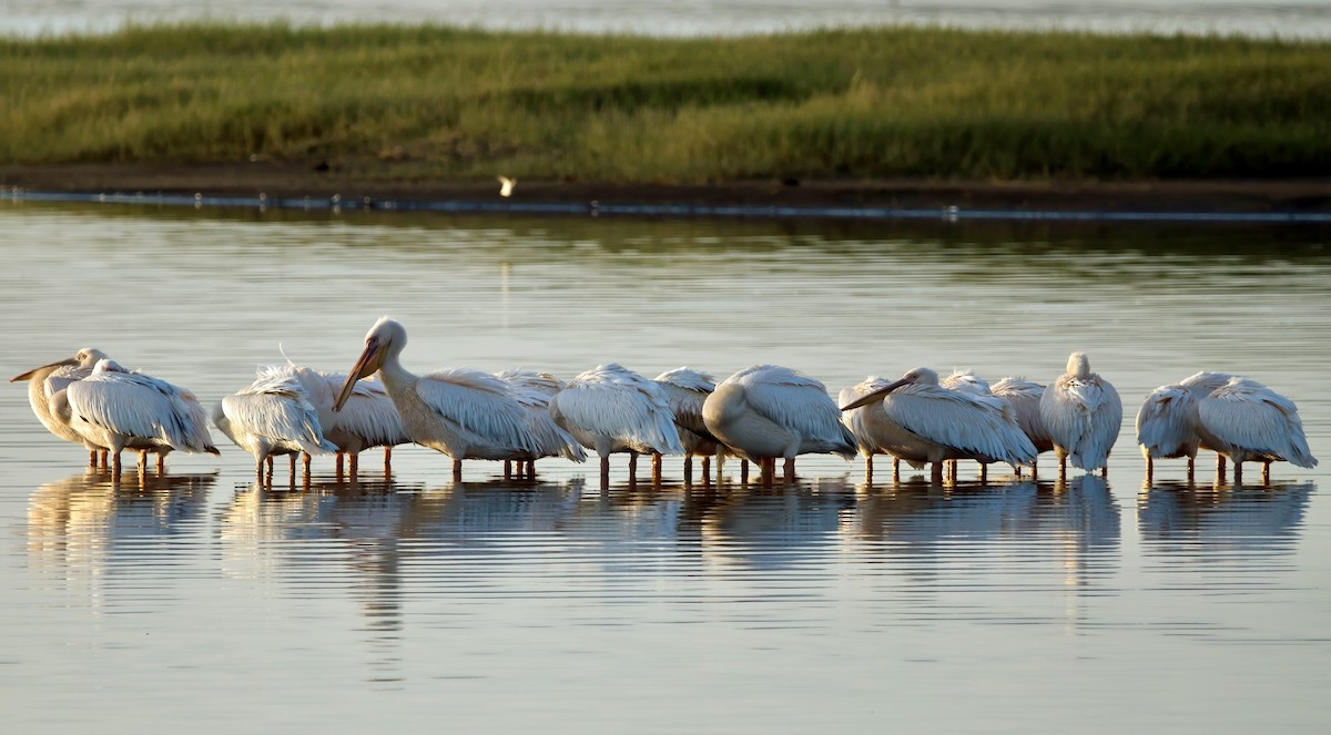 Great White Pelican - ML638945404