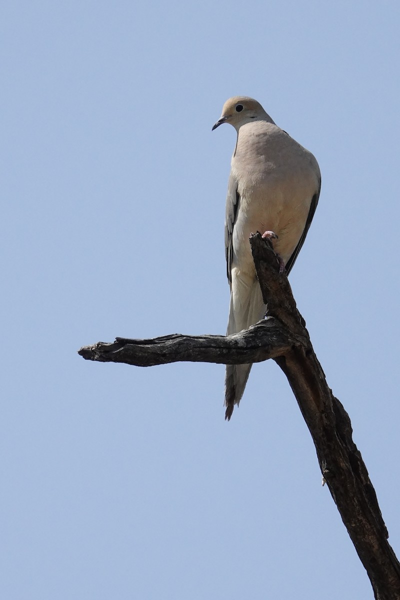 Mourning Dove - ML638945417