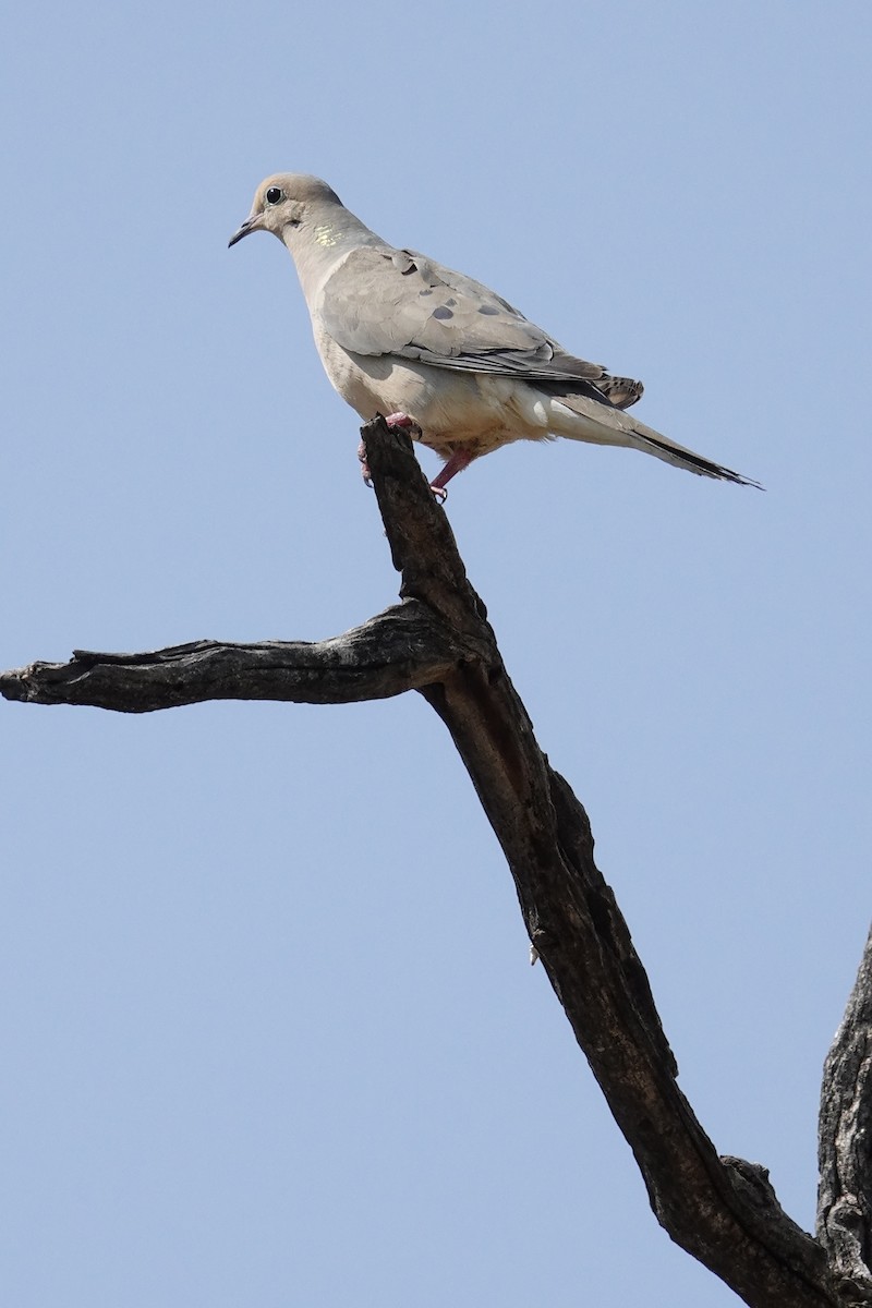 Mourning Dove - ML638945419