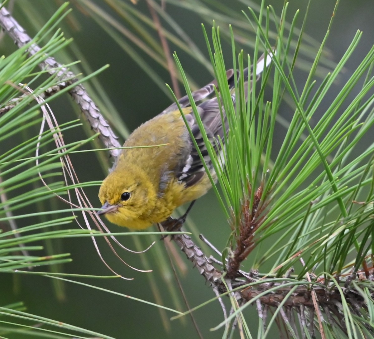 Pine Warbler - ML638945426