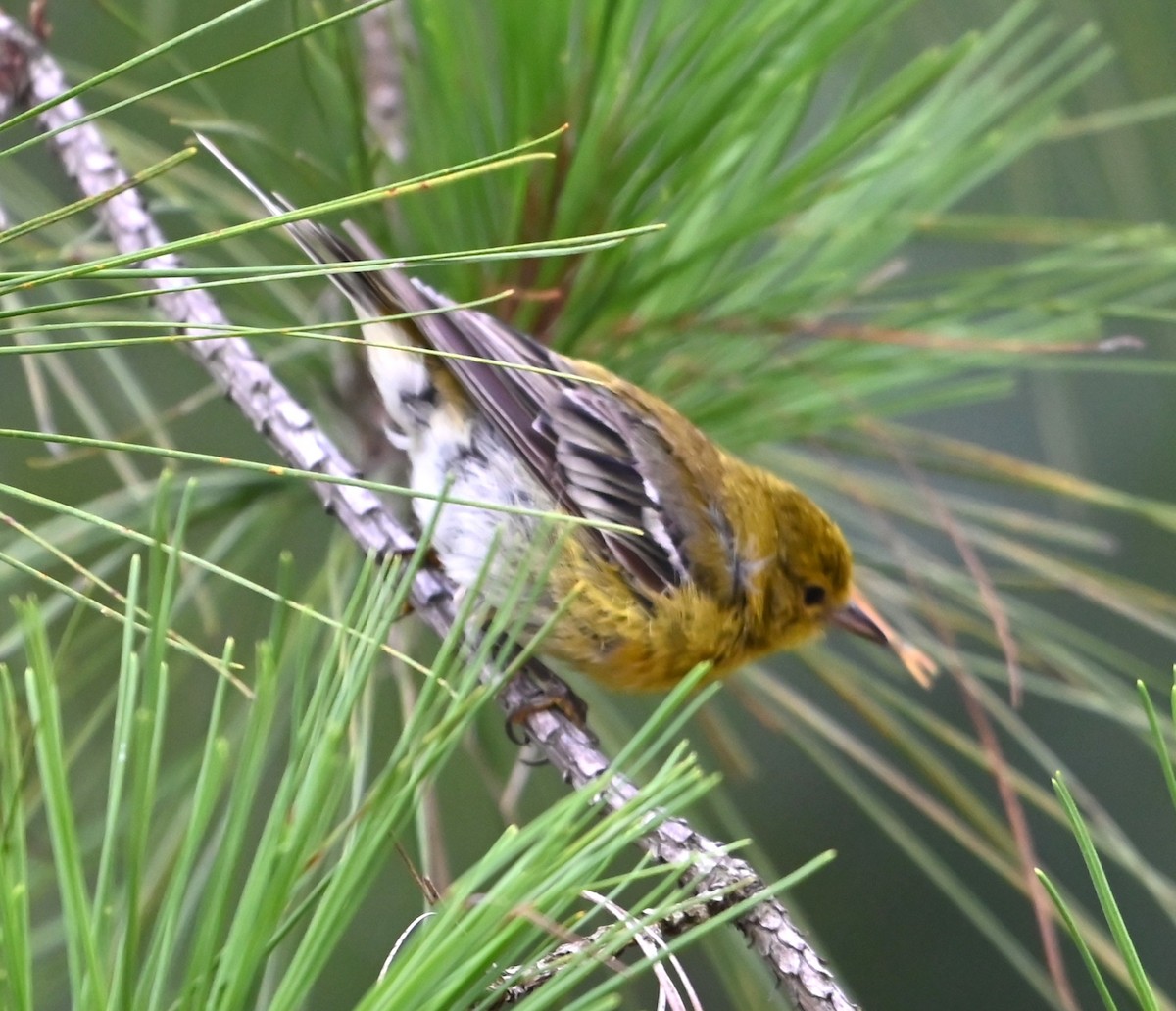 Pine Warbler - ML638945436