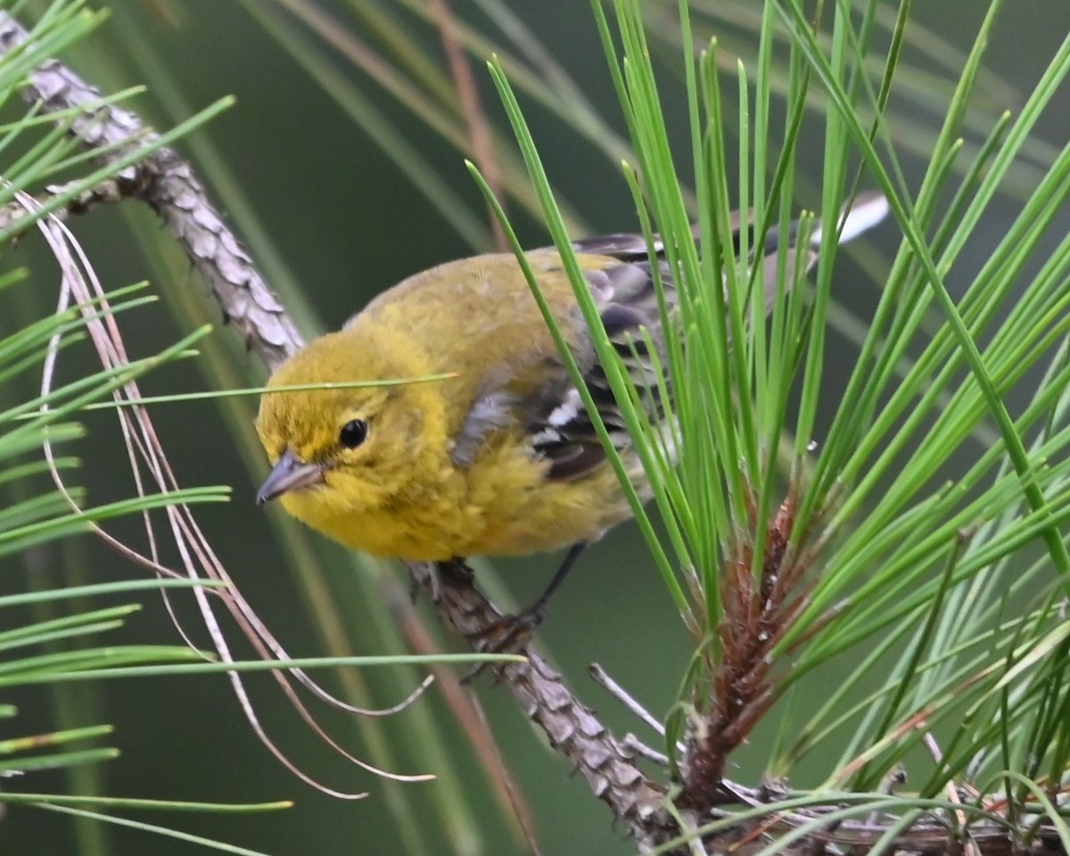 Pine Warbler - ML638945438