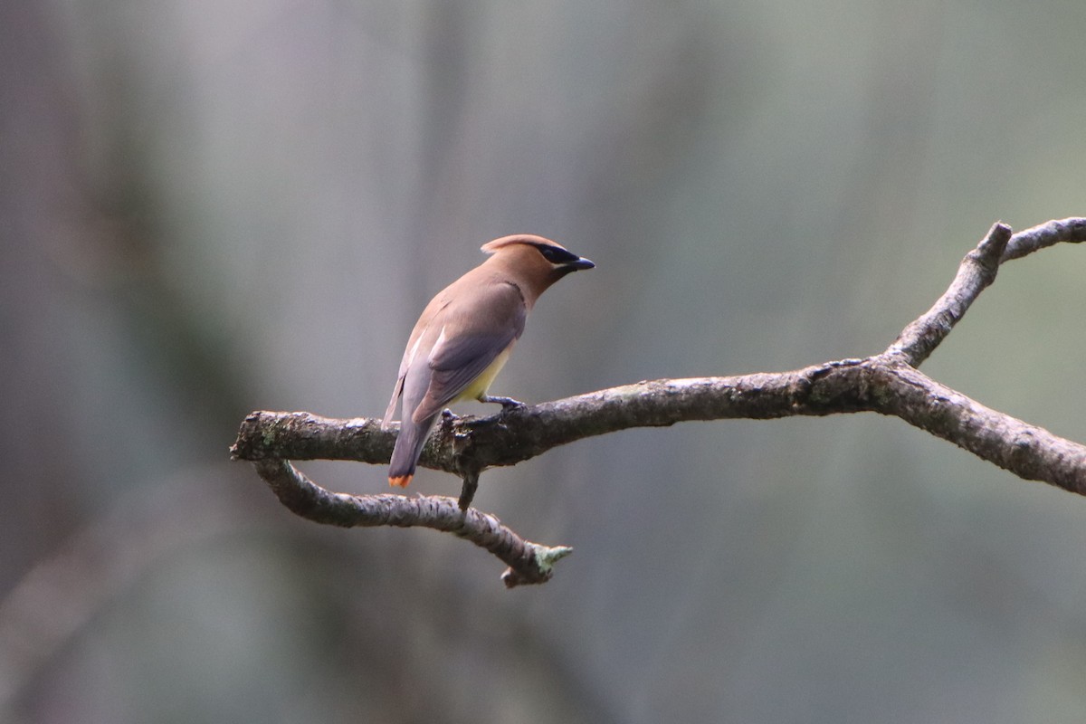 Cedar Waxwing - ML638945490