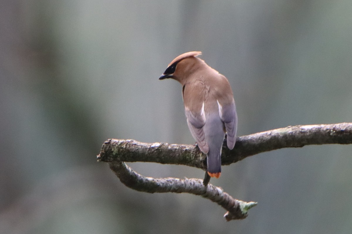 Cedar Waxwing - ML638945491