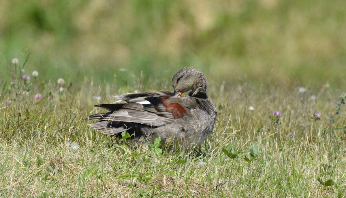 Gadwall - ML638945542