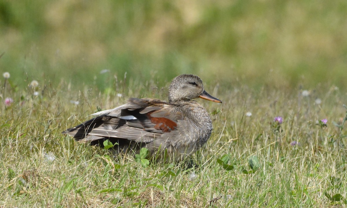 Gadwall - ML638945543