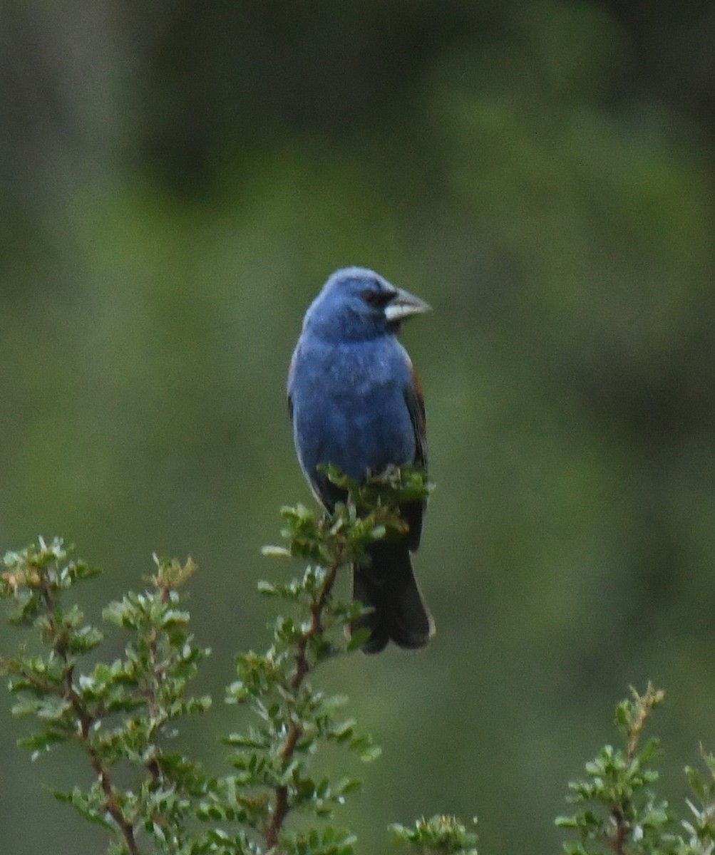 Blue Grosbeak - ML638945566