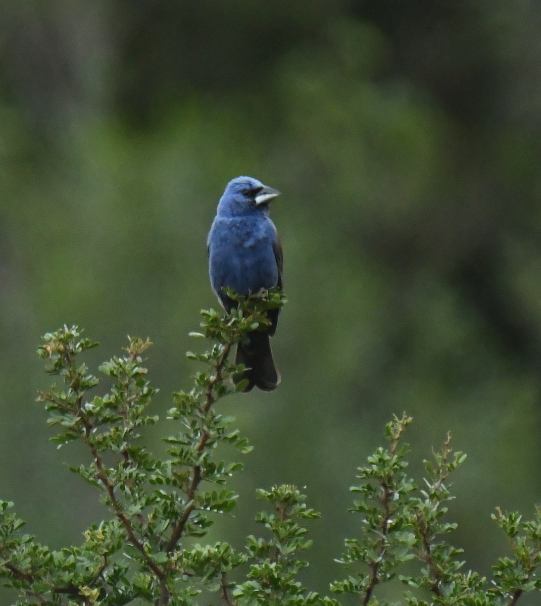Blue Grosbeak - ML638945567