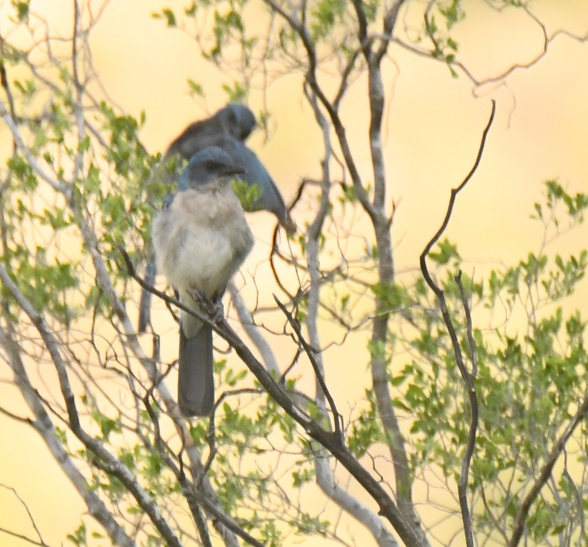 Mexican Jay - ML638945570