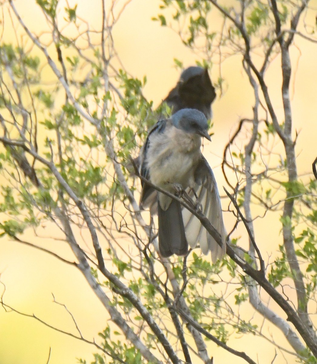 Mexican Jay - ML638945571