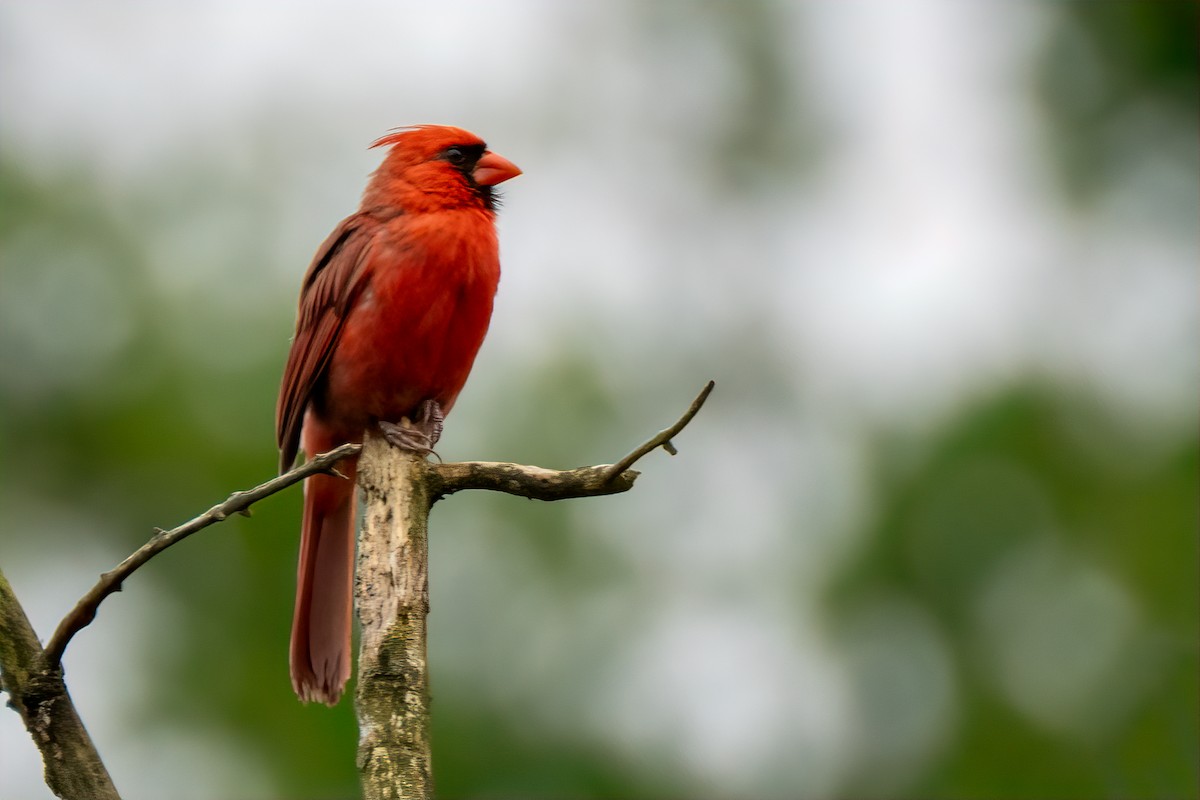 Cardinal rouge - ML638945654