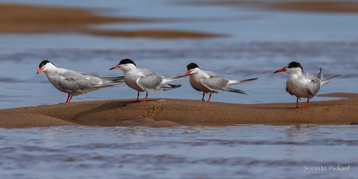 Common Tern - ML638945684