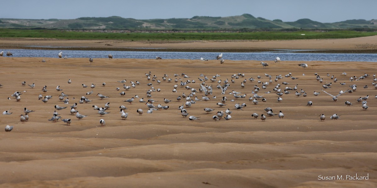 Common Tern - ML638945685