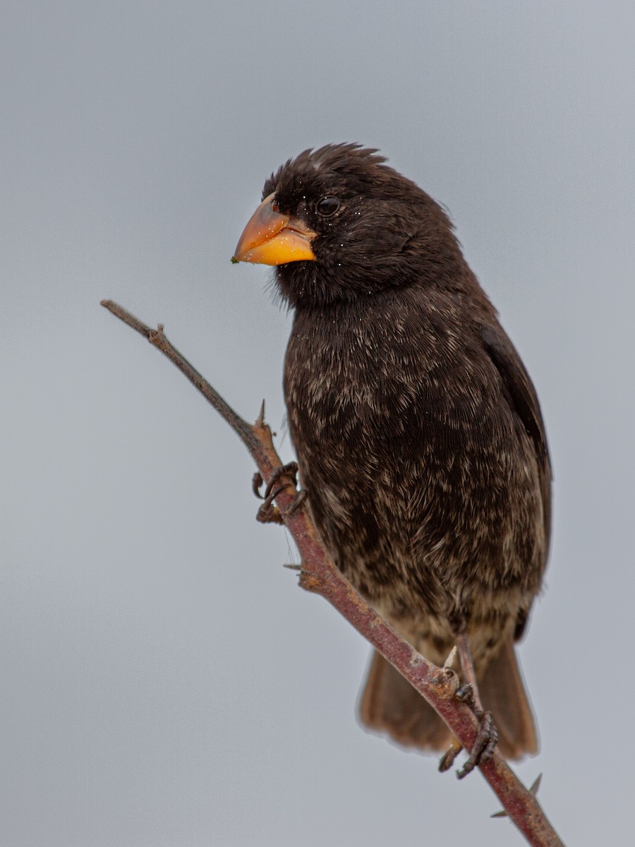 Medium Ground-Finch - ML638945697