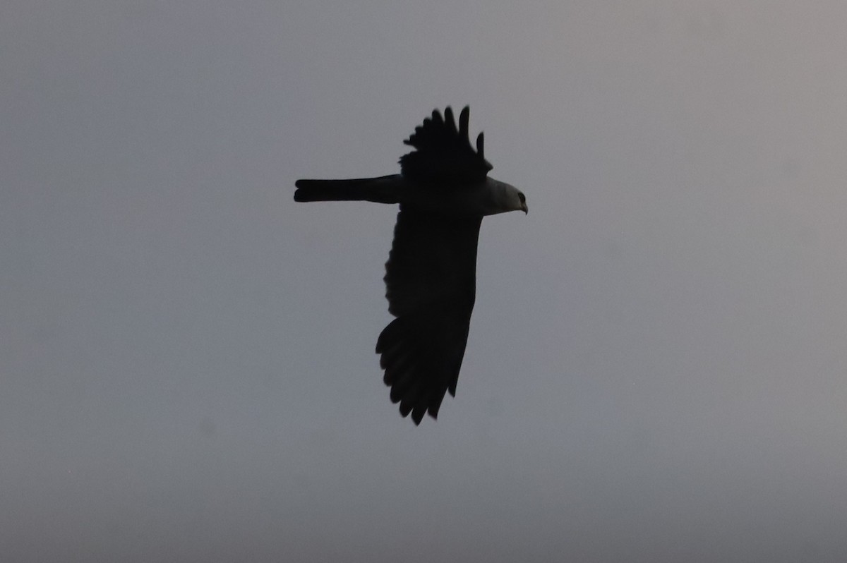 Mississippi Kite - ML638945708