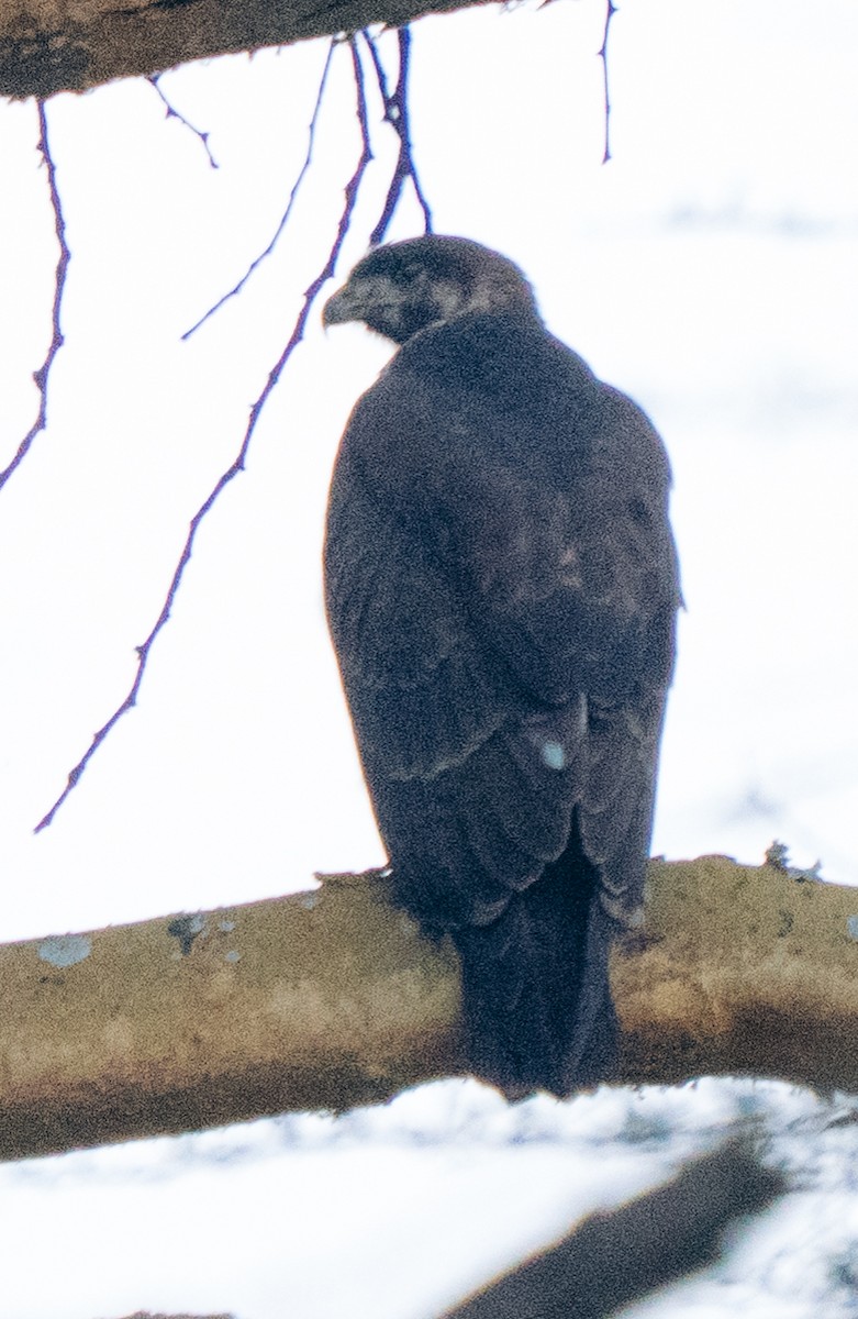 Augur Buzzard - ML638945713