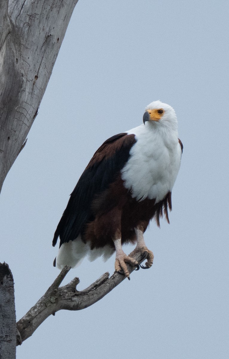 African Fish-Eagle - ML638945714