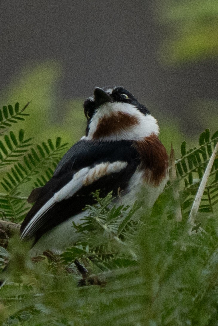 Chinspot Batis - ML638945718