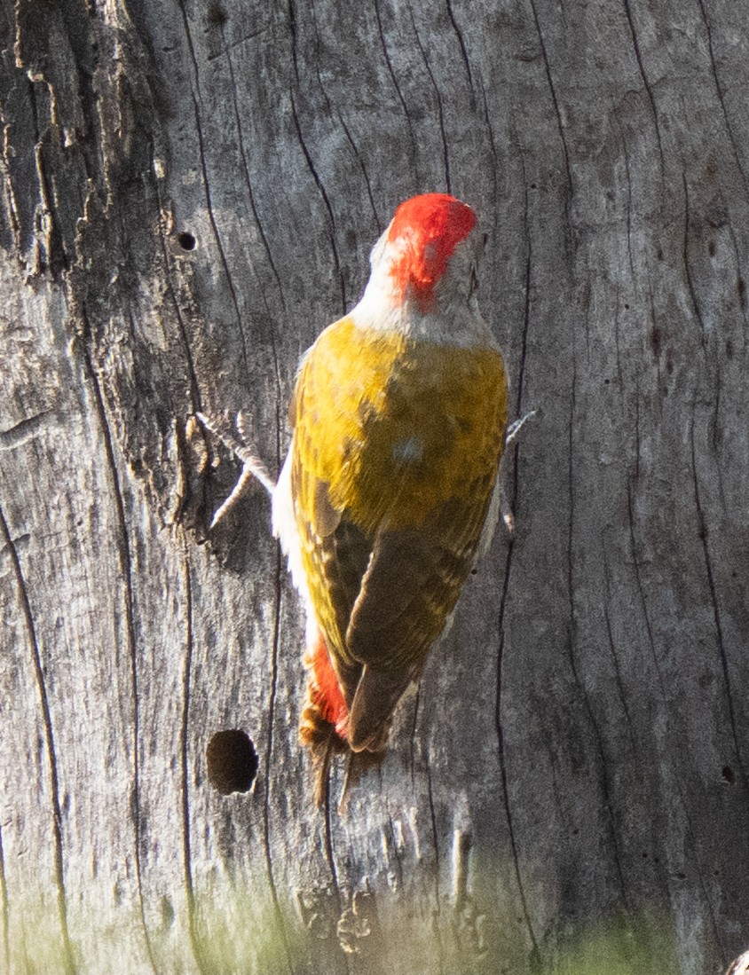 Mountain Gray Woodpecker - ML638945734