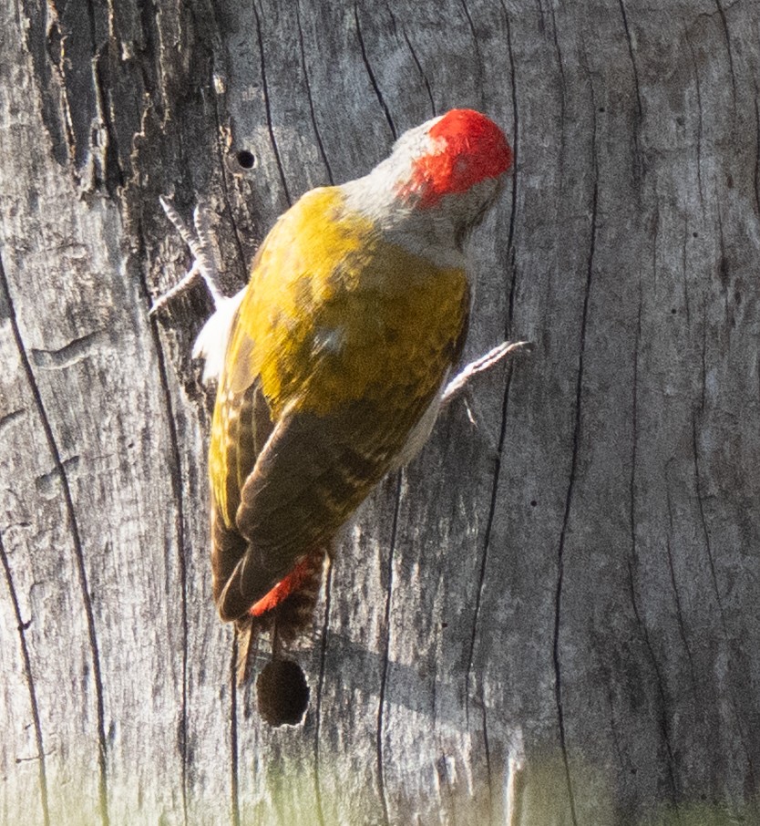 Mountain Gray Woodpecker - ML638945735