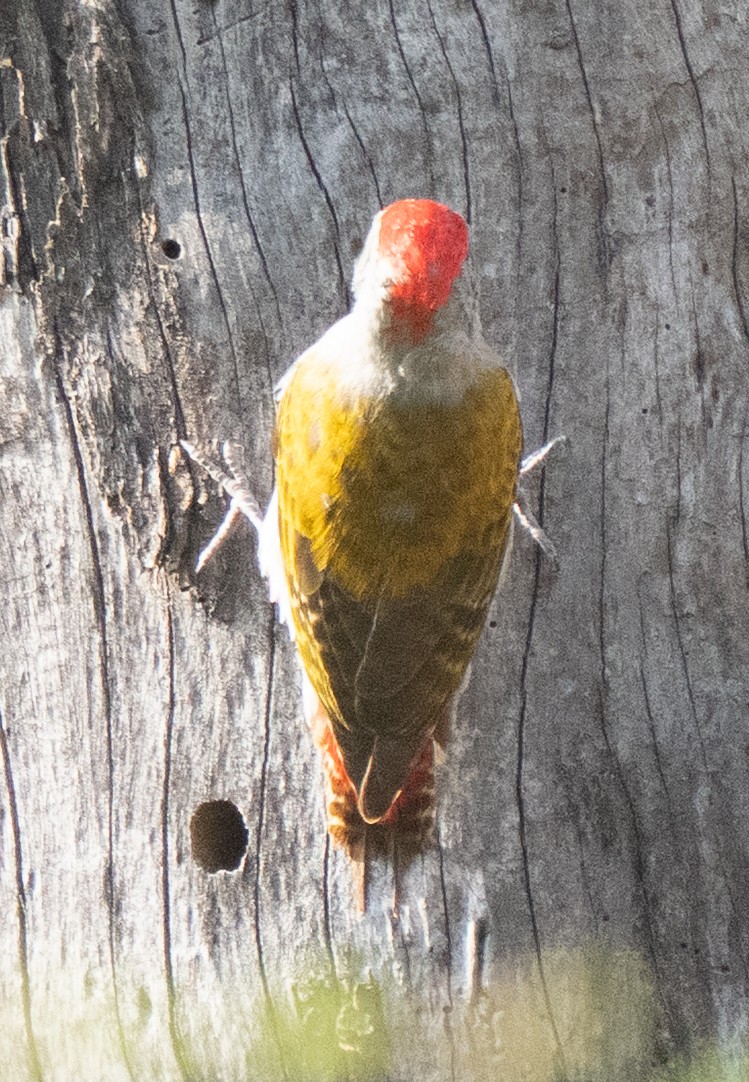 Mountain Gray Woodpecker - ML638945736