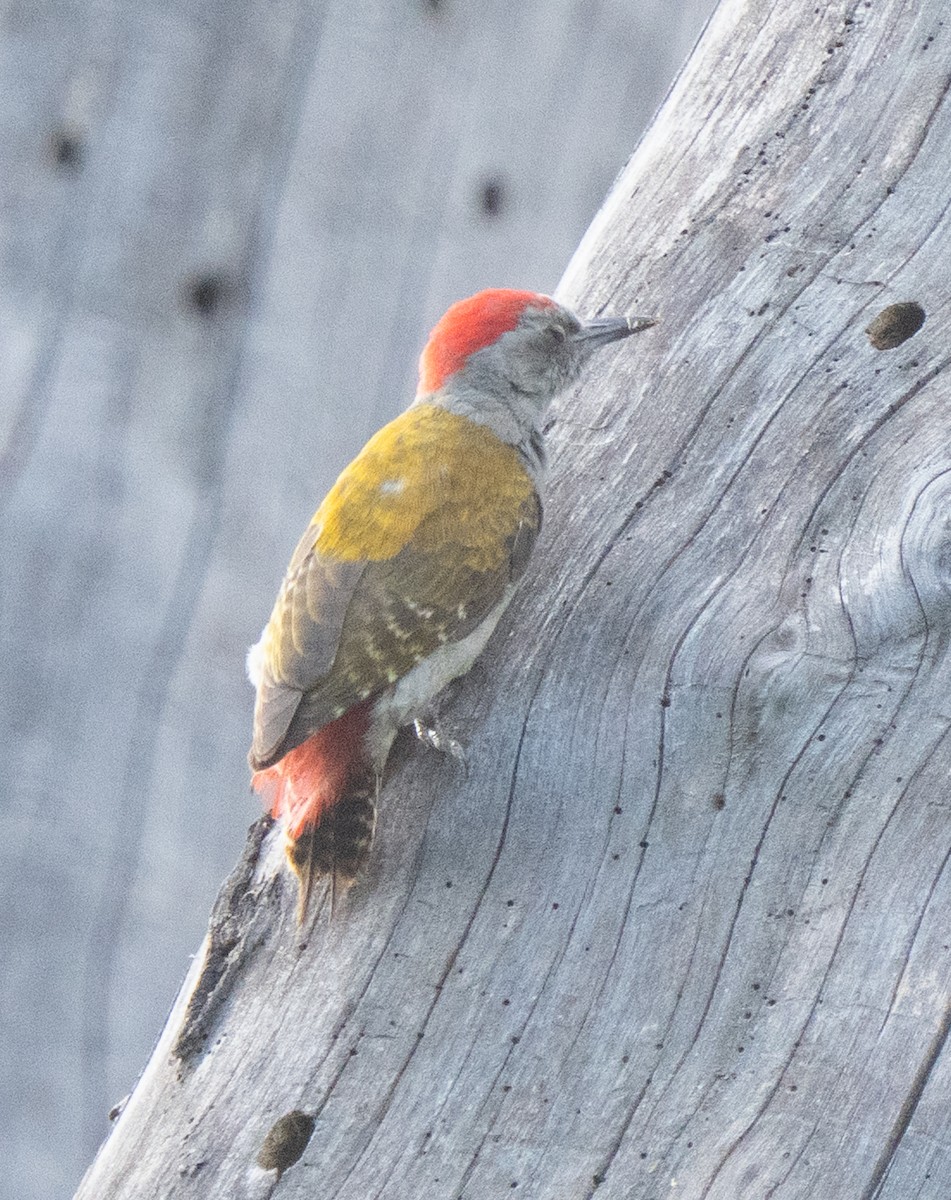 Mountain Gray Woodpecker - ML638945737