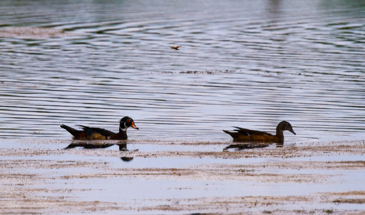 Wood Duck - ML638945738