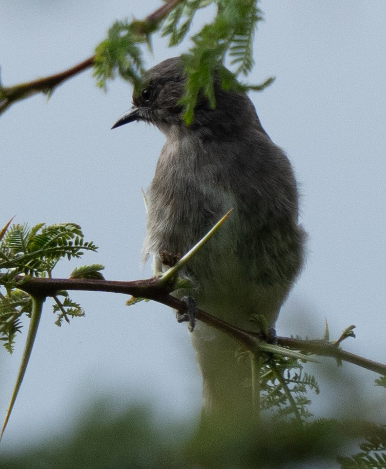 Brown-backed Honeybird - ML638945740